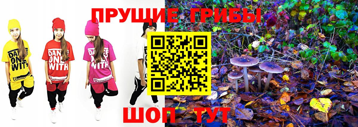 Галлюциногенные грибы Psilocybe Печора
